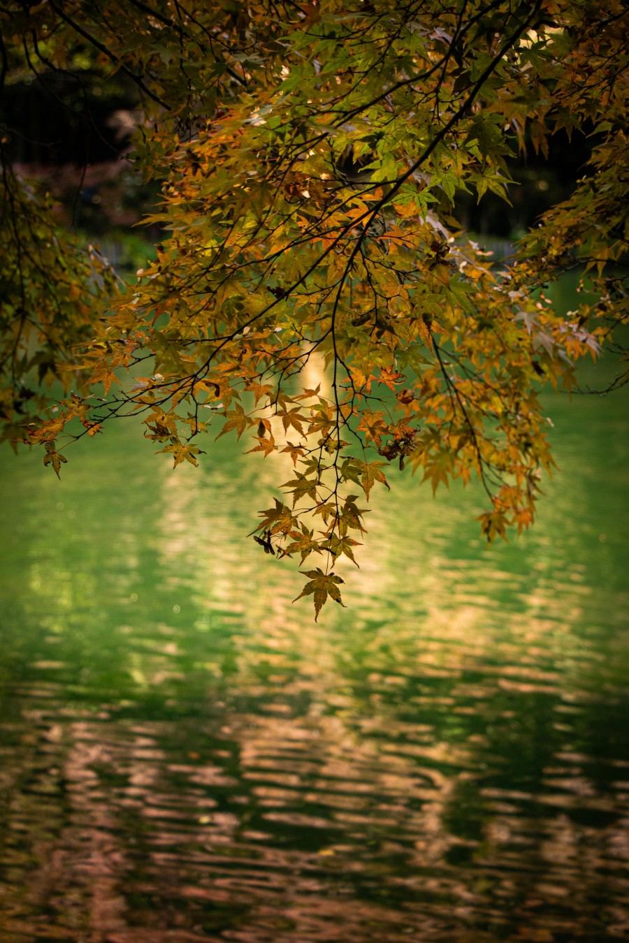 pexels-ruriko-photo-322733175-14490446 pexels-ruriko-photo-322733175-14490446