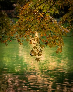 pexels-ruriko-photo-322733175-14490446 pexels-ruriko-photo-322733175-14490446