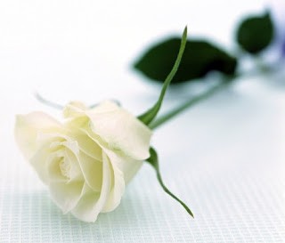 witte roos witte roos