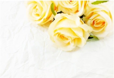Gele roos Gele roos